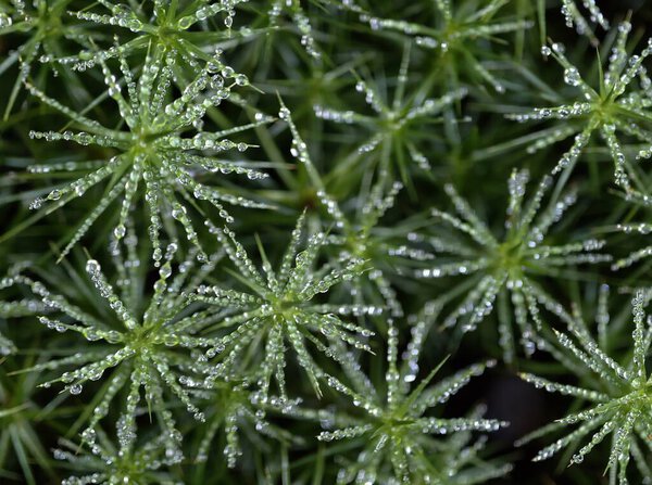 moss structure analysis, scientific visualization highlighting moss leaf distribution and water