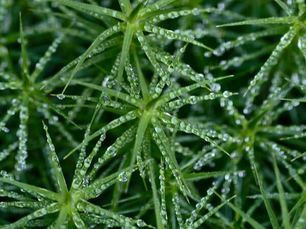 serene moss pattern with droplets, peaceful organic motif featuring tiny water beads on radiating