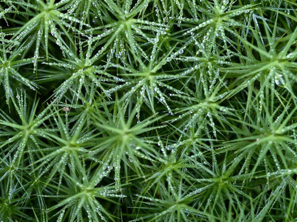 богатая текстурированная почва в радиальном расположении, яркие образования мха, создающие земляные пейзажи