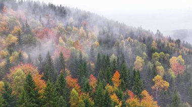 Canlı dağ manzarası, sakin yamaçlar parlak ağaçlar ve şafak vakti sisli çevrelerle süslenmiş.