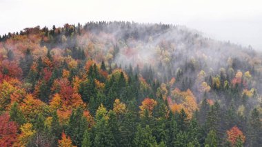 İnsansız hava aracı sislerin arasında canlı bir tepe örtüsü gözlemliyor. Sis altındaki renkli ağaç tepeleri botanikçiler tarafından değerlendiriliyor.