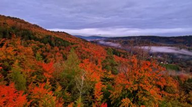 Canlı sonbahar manzarası, sisli dramatik sonbahar manzarası, sislerin ve ağaçların arasında renkli tepe tepesi gündoğumu.