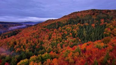 Araştırmacılar, sisli gökyüzünün altındaki sık ormanlar, katmanlı ağaç tepelerini ve ekolojik koşulları gözlemliyor