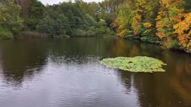 Sulak arazi bitkilerinin yakın görüntüsü, mevsimsel gölet yapraklarının canlı tasviri ve ekolojik gözlemler