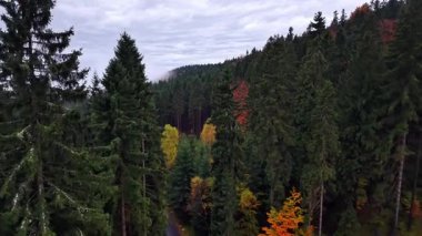 Bulutlu ormanlık dağ yolu manzarası, buharlaşmış vadi yolu, yükselen yeşil ağaçların arasında.