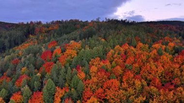Büyüleyici yüksek manzara canlı yapraklar sergiliyor ve dramatik bir şekilde yuvarlanan manzarayı süpürüyor.