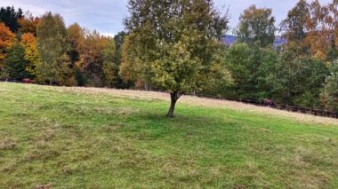 Issız bir ağacı olan sakin bir kırsal bölge. Yalnız ağaçlar ve uzak ormanlar içeren huzurlu bir çayır manzarası.