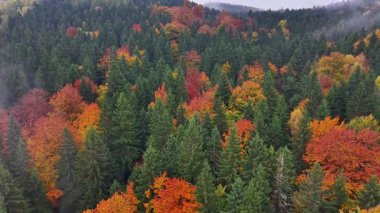 Çevre bilimci, yüksek dron perspektifinden karmaşık yaprak kalıplarını ve ekolojik çeşitliliği inceliyor