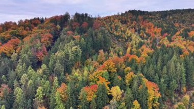 İnsansız hava aracı verimli tepe manzarası yakalar, hava manzarası canlı orman manzarası detaylarını vurgular