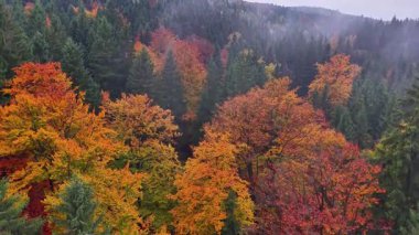 Atmosferik sonbahar sahnesi fotoğraf projesi için kayan sis ve parlak renkli yaprakları yakalıyor