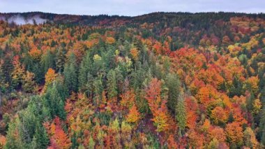 Sonbaharın canlı yeşillik görüntüsü, gür ve canlı orman örtüsü Sonbaharın güzelliğini vurguluyor