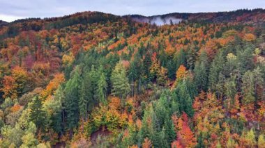 Sisli ormanlık ağaç tepelerinin drone görüntüsü, sisli ve yemyeşil manzaralı canlı sonbahar örtüsü