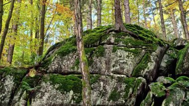 Huzurlu sonbahar ormanı, sakin orman sahnesi sonbahar boyunca yosun ve güneş ışığı yaprakların arasından süzülüyor.
