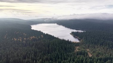 Uzak rezervuar ve yoğun çam ormanı, sisli sabah koşulları, koruma