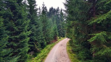 Yüksek yeşilliklerin arasından dolambaçlı çakıl yolu, drone perspektifi, yosunlu çalılıklar, bulutlu ışık, ıssız