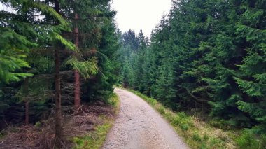 Kapalı orman yolu, sık Evergreen 'lerin arasından geçiyor, zemin seviyesindeki çekim çakıl taşı yüzeyini ortaya çıkarıyor ve dağınık