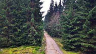 Ladin ağaçlarıyla çevrili dar orman şeridi, yüksek ağaçlar katedral etkisi yaratıyor, yumuşak yosunlu zemin