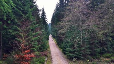 Orman yolunu birleştirerek, uzak mesafeye uzanan, karışık ateşler ve çıplak yaprak döken, düz bir yol.