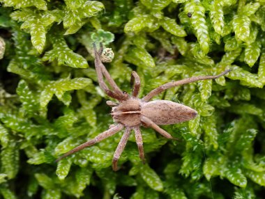 Yosun üzerinde kamufle olmuş örümceğin yukarıdan görünüşü, doğa fotoğrafçısı hasta pususu davranışlarını yakalıyor.