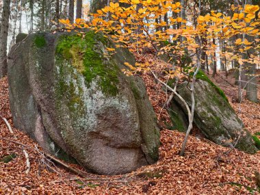 Yosunlu granit kayalar sonbahar ormanı, bakır yapraklarla kaplı sessiz bir açıklık, huş ağaçlarının gövdeleri yükseliyor.