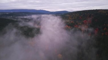 Sisli orman manzarası, hava görüntüleri karamsar altındaki renkli dallar arasında sis dokuduğunu gösteriyor.