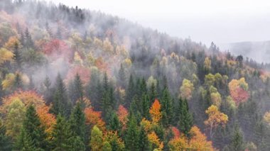 Canlı dağ manzarası, sakin yamaçlar parlak ağaçlar ve şafak vakti sisli çevrelerle süslenmiş.