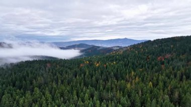 Sisli dağ manzarası, canlı yeşillikleri olan sisli tepeler, sisli ve yemyeşil manzaralar.