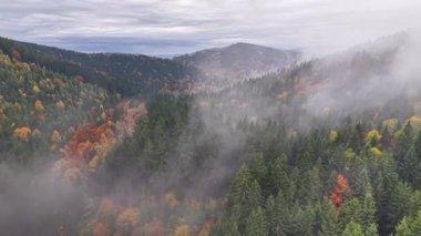 Hareketli sonbahar renkleriyle sakin orman sahnesi, sisli tepelerin havadan bakışı ve parlak sonbahar.