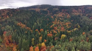 Uçsuz bucaksız sonbahar ormanı, geniş hava manzarası çeşitli yaprak döken ve yuvarlanan yeşil ağaçları vurguluyor.