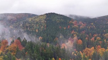 Sonbahar orman görselleri, sisli sonbahar ormanları, sisli ve renkli sonbahar ormanları.