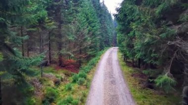 Evergreen 'lerin sınırında dönen orman yolu, gövdeler arasında dolanan çakıl kurdelesi, katmanlı alt katman.