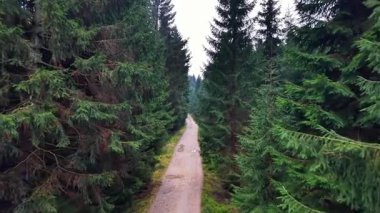 Yukarıdan görüş dar, yüksek ateşler arasından yol dar. İnsansız hava aracı yoğun kozalaklı tünel ve gölgeli zemin gösteriyor.,