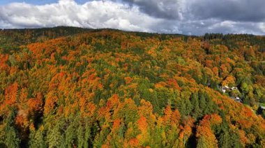 Fırtınalı gökyüzü altında dramatik sonbahar tepeleri, hareketli turuncu ağaçlar yuvarlanan tepeler, ağır bulutlar