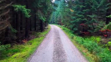 Güneş ışığıyla aydınlatılmış orman yolu yeşilliği kesiyor, sıcak sabah ışınları uzun çam ağaçlarını, yumuşak yosunları süzüyor.