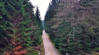 Orman yolunu birleştirerek, uzak mesafeye uzanan, karışık ateşler ve çıplak yaprak döken, düz bir yol.
