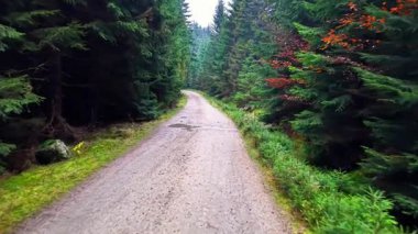 Yağmurla yıkanmış çakıllı yol, köknar, su birikintileri ve çamurlu rutubetli yosunlu kenarlar ve serin bulutlu ışıklarla kaplı.,