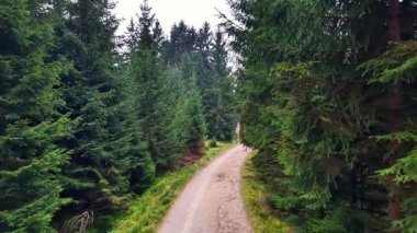 Yüksek yeşilliklerin arasından dolambaçlı çakıl yolu, drone perspektifi, yosunlu çalılıklar, bulutlu ışık, ıssız