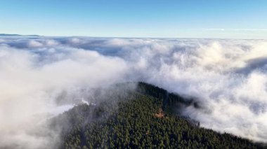 Hava Ormanı Tepesi Yuvarlanan Sis, Ağaç Tepelerinde Süzülen Sis, Yumuşak Sabah Işığı, Huzurlu