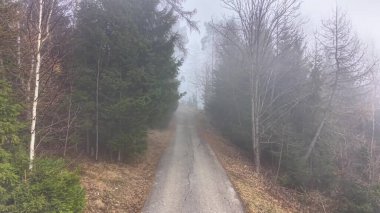 Sisli Orman Yolu Sis, Huş Ağacı ve Çam Astarlı Rutubetli Çakıl Yolu Düşmüş Yapraklar Halılı