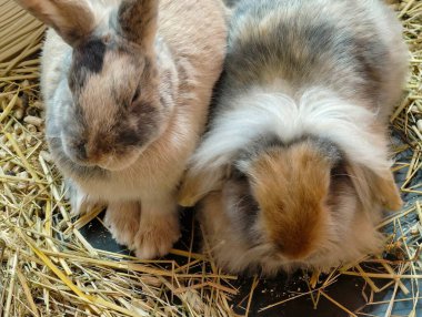 Tavşanlar Sıcaklığı Paylaşır, İki Tavşan Barışçıl Rahatlar, Yumuşak Tavşanlar Yumuşak Hasır Yatakta Sarılır