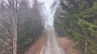 Birch ve Firavun 'la döşenmiş ıssız köy yolu, kahverengi yapraklarla çevrili çatlak çakıl yolu, sisli yumuşama