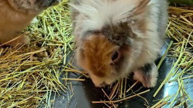 Kapalı Tavşan Saman Yiyor ve Saman Ahır Bekçisi Besleniyor İçerik İfade Tepsisi Yavaş Çiğniyor
