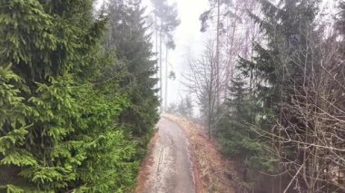 Yoğun Çamlar boyunca kıvrılan Evergreen Yolu, Dar Çakıl Pisti Misty Ridge 'e doğru yükseliyor, Vibrant Spruce