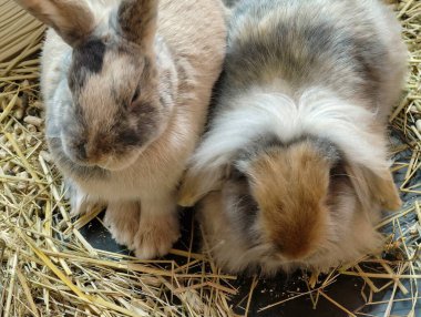 Tavşanlar Sıcaklığı Paylaşır, İki Tavşan Barışçıl Rahatlar, Yumuşak Tavşanlar Yumuşak Hasır Yatakta Sarılır