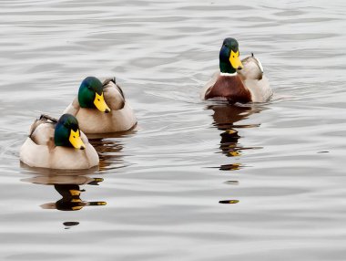 Mallard Drakes Ayna benzeri su yüzeyinde sürükleniyor Sessiz yansımalar yaratıyor Yumuşak dalgalanmalar Canlı Işığı vurguluyor