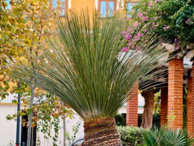 Aydınlık Avlu 'da soğanlı Palm Trunk ve Arching Leaves, Brick Colonnade ve Güz Yeşilliği Serene