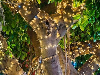 Ağaç Gövdesi Sıcak Işıklarla, Yapraklı Örtülerle ve Altın Bokeh, Kapalı Kabuk dokusu, Sıcak Tatil