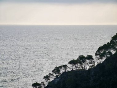 Sahil Çamları Sakin Deniz 'e Karşı Siluet, Yumuşak Ufuk Hattı, Yumuşak Dalgalar, Sessiz Pastel Gökyüzü, Rüzgâr Süpürücü