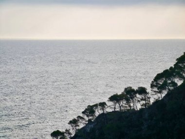 Sahil Çamları Sakin Deniz 'e Karşı Siluet, Yumuşak Ufuk Hattı, Yumuşak Dalgalar, Sessiz Pastel Gökyüzü, Rüzgâr Süpürücü