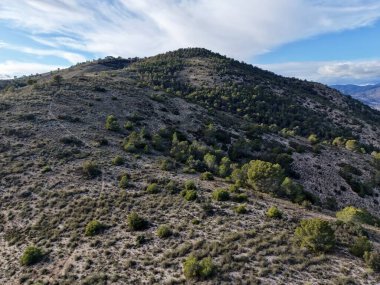 Dağınık Çam ve Güneş Işıklı Yamaçlar, Botanikçi Saha Çalışması Ortamını Vurguluyor